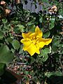 Fremontodendron californicum4