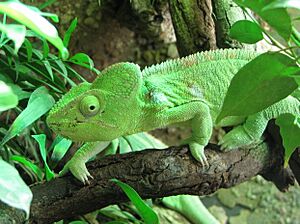 Archivo:Furcifer oustaleti female