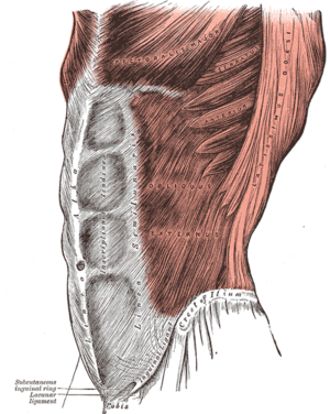 Archivo:Grays Anatomy image392