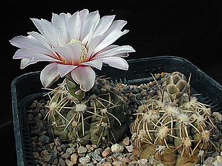 Gymnocalycium amerhauseri1MAWI.jpg