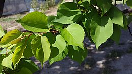 Archivo:Healthy leaves of apricot