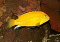 Labidochromis yellow
