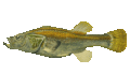 LakeTiticacaOrestia-1835