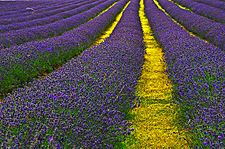 Archivo:Lavender Field Sutton