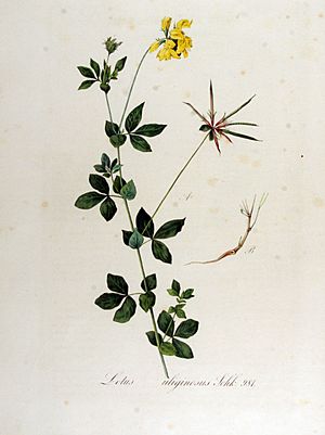 Archivo:Lotus uliginosus — Flora Batava — Volume v13