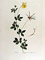 Lotus uliginosus — Flora Batava — Volume v13