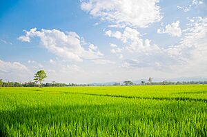 Archivo:Mae Phrik, Mae Suai District, Chiang Rai 57180, Thailand - panoramio (4)