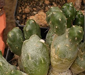 Archivo:Maihueniopsis minuta4 (mandragoa)