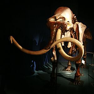 Archivo:Mammoth mg 2791