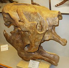 Archivo:Megatherium cuvieri - skull