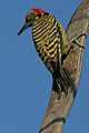 Melanerpes striatus001