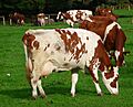 Nordrhein-Westfalen weidende Milchkühe