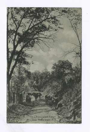 Archivo:On a Staten Island Farm, New Dorp, Staten Island, N.Y. (cows standing on dirt path) (NYPL b15279351-105182)f