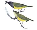 Oporornis tolmieiMFEMP19CB