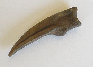 Archivo:Ornithomimus - claw