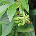 Passiflora sp.-IMG 7112
