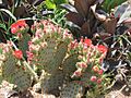 PikiWiki Israel 1705 Israeli plants צמחייה כחול-לבן