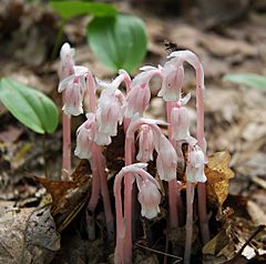 Archivo:Pink indian pipes