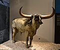 Reproducció a escala natural d'un ur al museu de la Valltorta