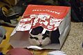 Sämu the cat in paper bag