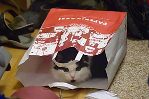 Archivo:Sämu the cat in paper bag