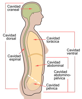 Scheme body cavities-es.svg