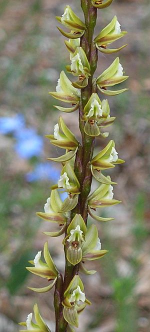 Strettle Road Reserve prasophyllum elatum.jpg