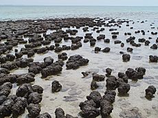 Archivo:Stromatolites in Sharkbay