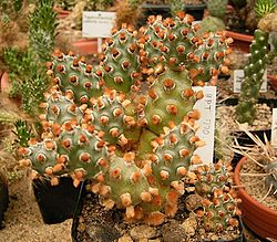Tephrocactus molinensis1.jpg