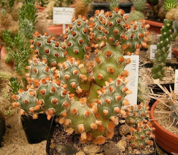 Tephrocactus molinensis1