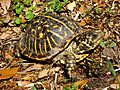 Terrapene ornata ornata