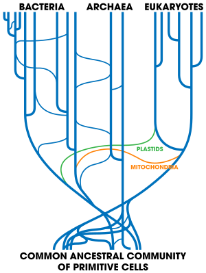 Archivo:Tree Of Life (with horizontal gene transfer)