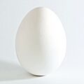 White chicken egg square
