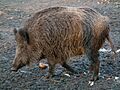 Winterfell Sus scrofa