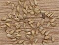 Witlof Cichorium intybus var. foliosum seeds