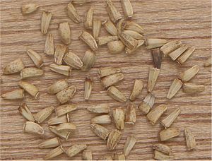 Archivo:Witlof Cichorium intybus var. foliosum seeds