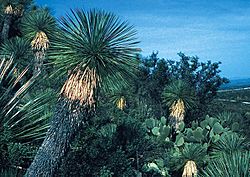 Yucca linearifolia MEX BB.jpg