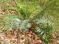 Zamia pumila macho