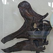 AMNH Lambeosaurus