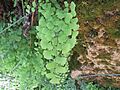 Adiantum capillus-veneris 2601