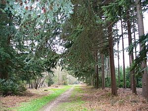 Archivo:Alice Holt Forest - geograph.org.uk - 383144