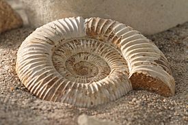 Archivo:Ammonit - Wüstenhaus