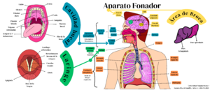 Archivo:Aparato Fonador