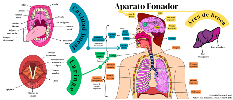 Aparato Fonador
