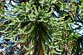 Araucaria australiana (Araucaria bidwillii) - Flickr - Alejandro Bayer (1)