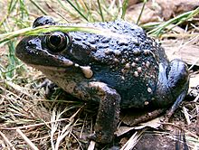 Archivo:Australian toad