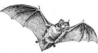 Archivo:Bat (PSF)