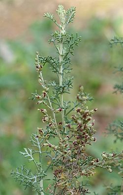 Boja negra, matapestosa (Artemisia borrelieri).jpg