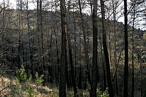 Archivo:Burnt pine forest