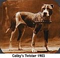 Colby's Twister won for Colby on November 19, 1906, when he defeated Parson's Jim Big Boy in 42 min. at Boxford, Mass